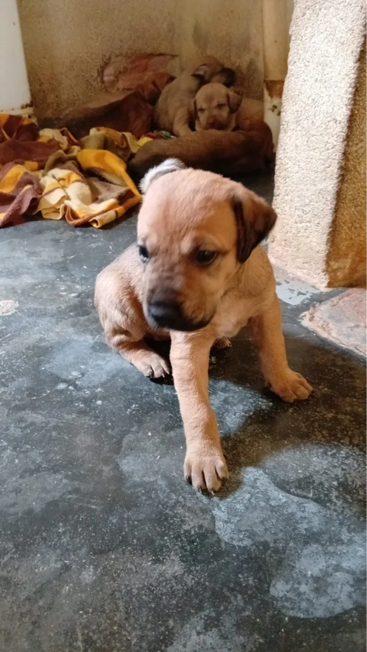 Filhotes de cachorro