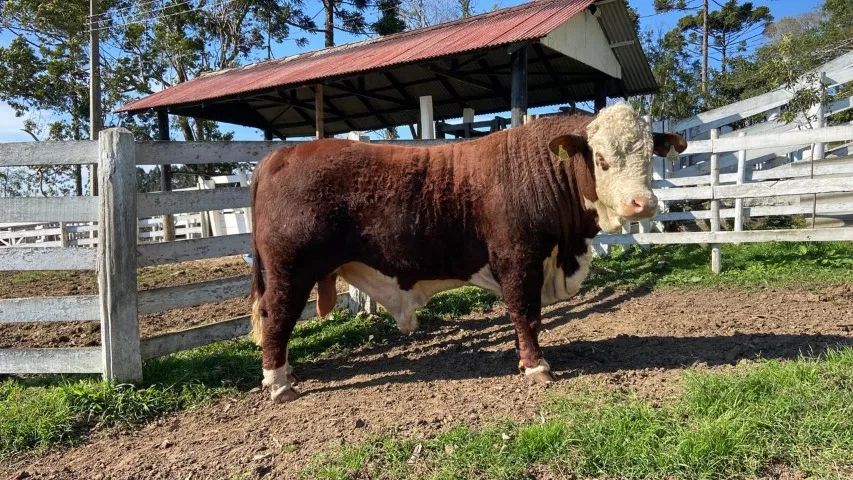 Touros Reprodutores Hereford e Braford. - Foto 5