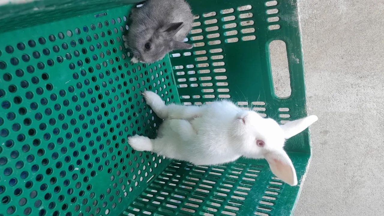 Coelho netherland Dawf  - Foto 6