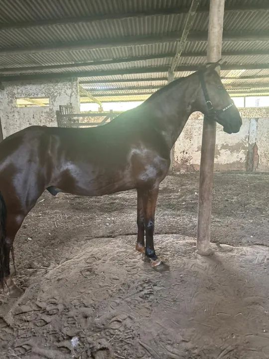 Cavalo Mangalarga Meio Sangue  - Foto 4