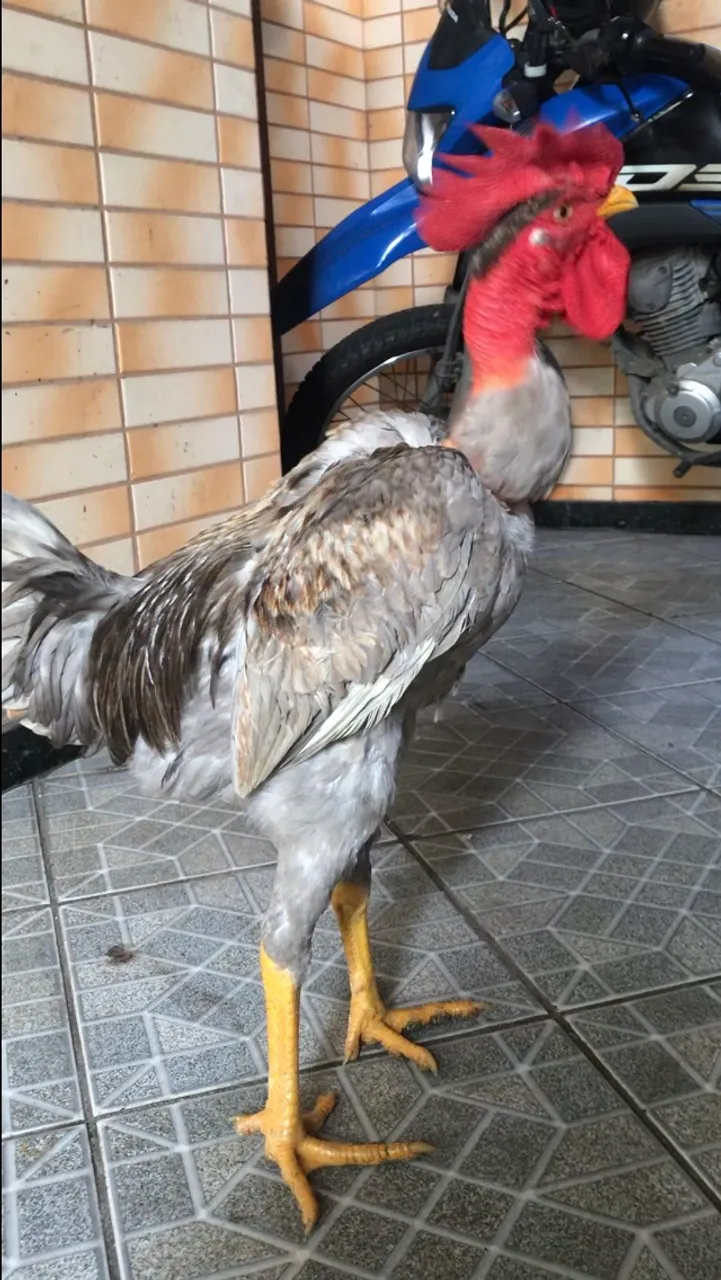 Galo Mestiços caipira com índio