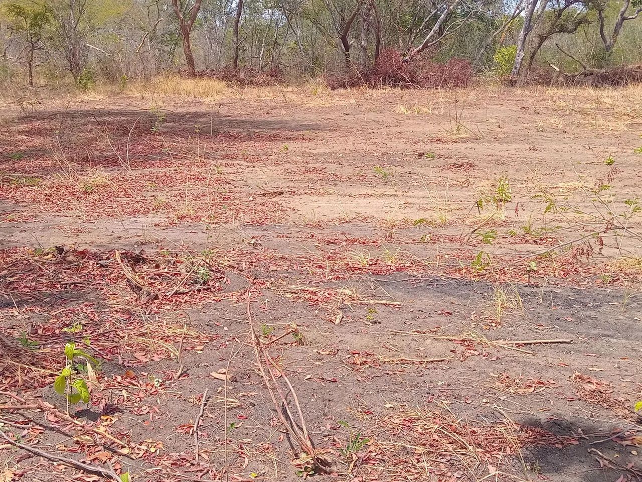 Fazenda  propriedade para soja gado e milho  - Foto 11