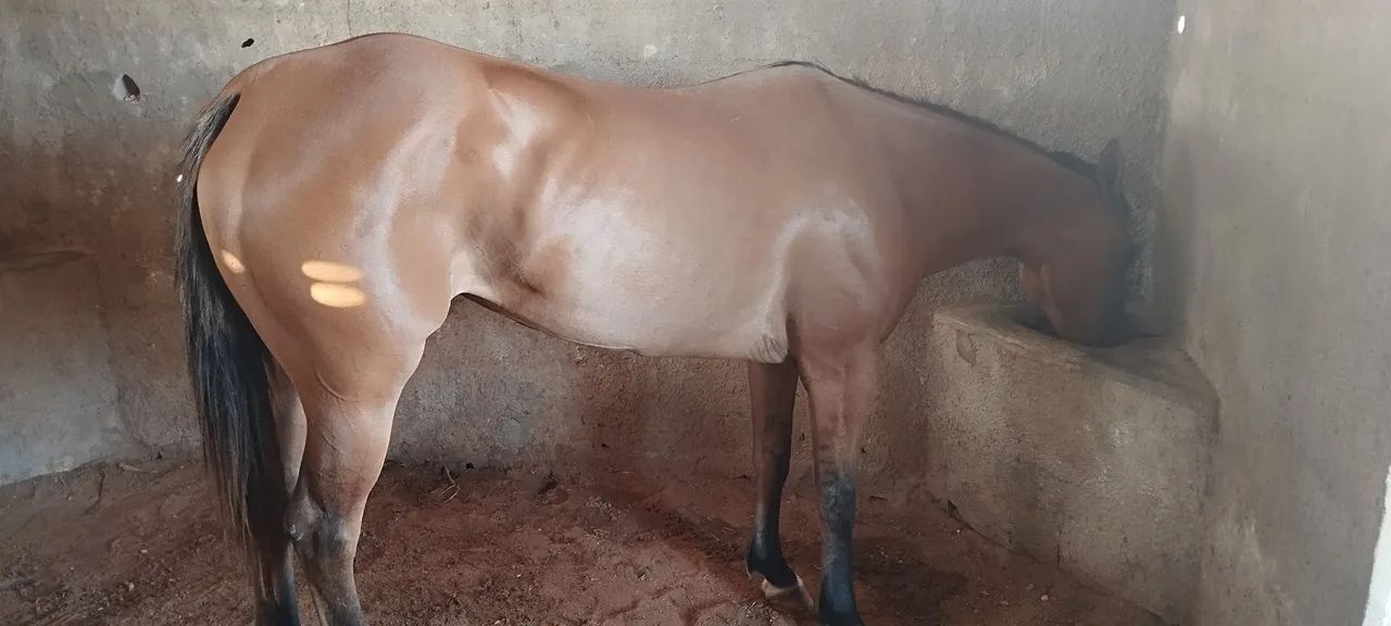 VENDE OU TROCA-SE EGUA QUARTO DE MILHA!