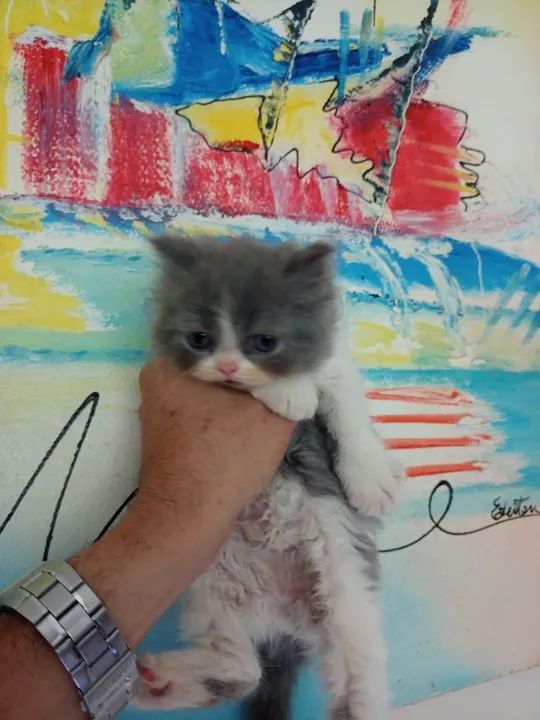 Gatinhos Persas - Filhotes - Foto 5
