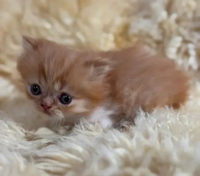 Persa ?  Calmo, carinhoso e muito elegante! 