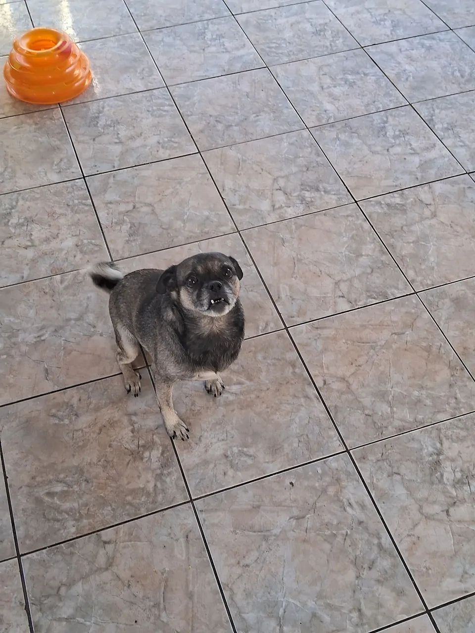 Pug Adorável para Adoção - Foto 2