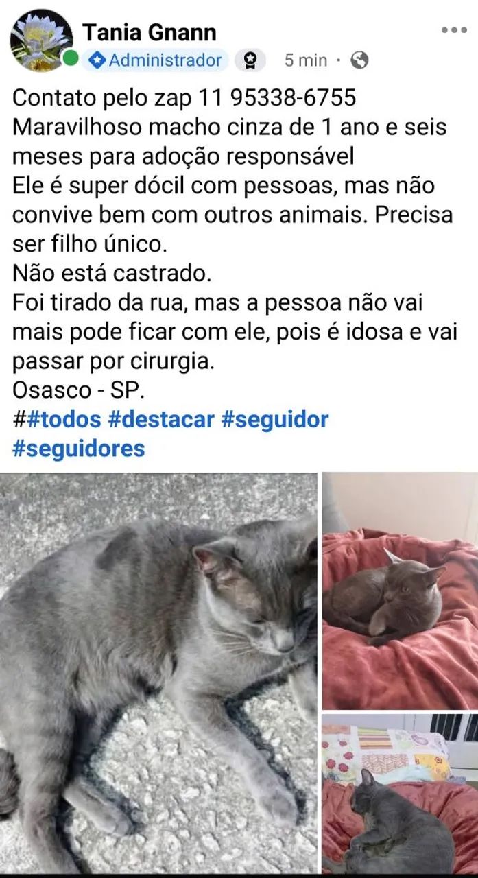 Varios gatinhos para adoção 