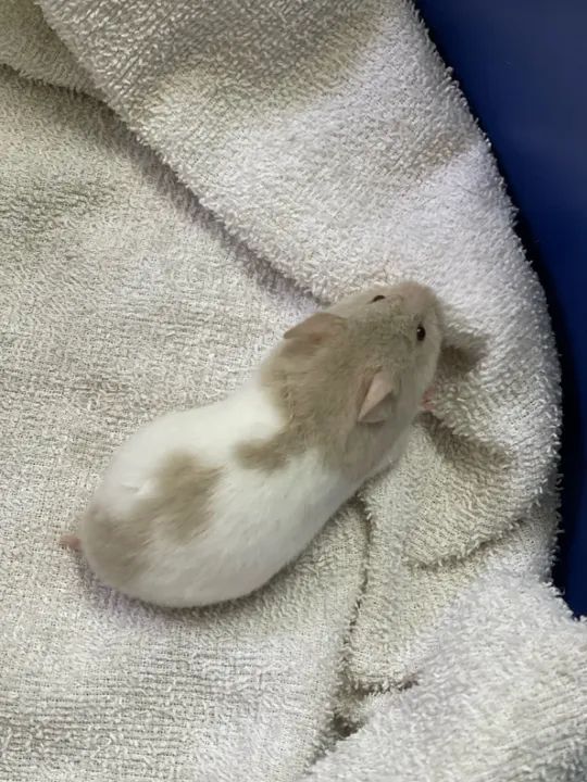 Hamster sírio disponível  - Foto 6