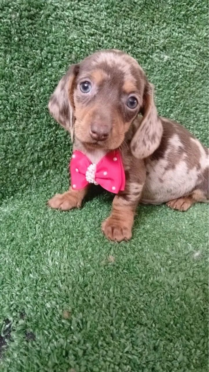 Dachshund Arlequim perfeito lindo de encantar 