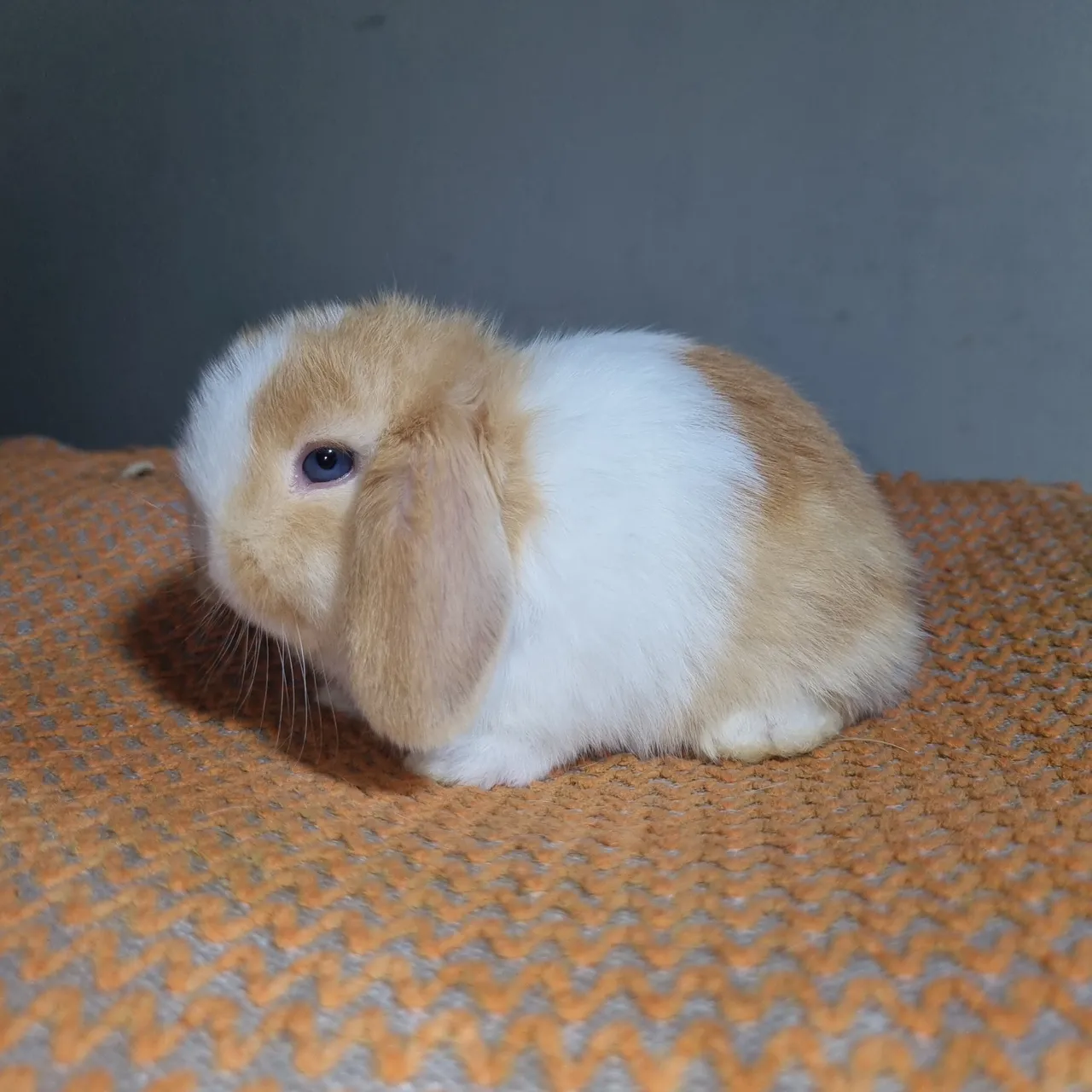 Coelhinho Mini Lop - Pelúcia lindo