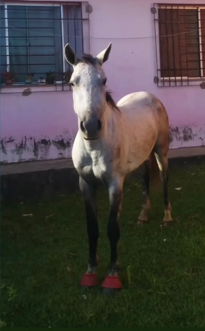 Égua mestiça linda e nova