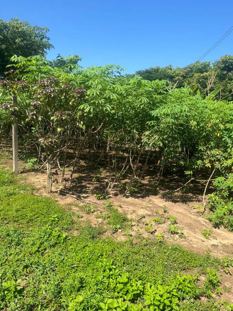 VENDE-SE. TERRENO. R$ 20.000, IRANDUBA - Foto 5