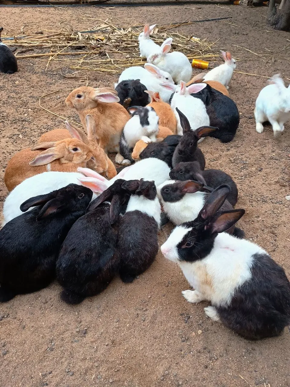 Coelhos de diversas cores e raças