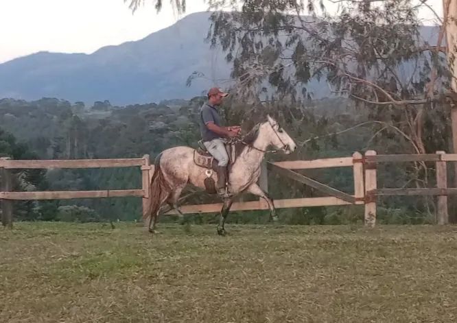 Cavalo Mangalarga Marchador - Foto 2