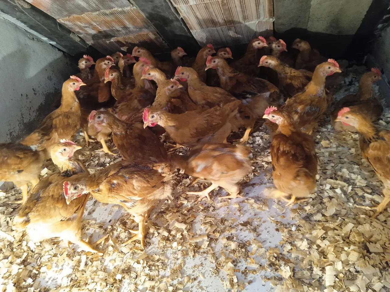 Lote de frangos caipira