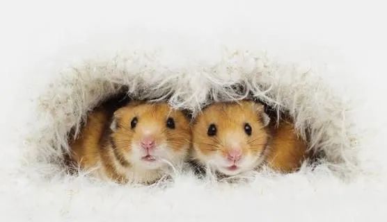 Syrian Hamster64842117781634123