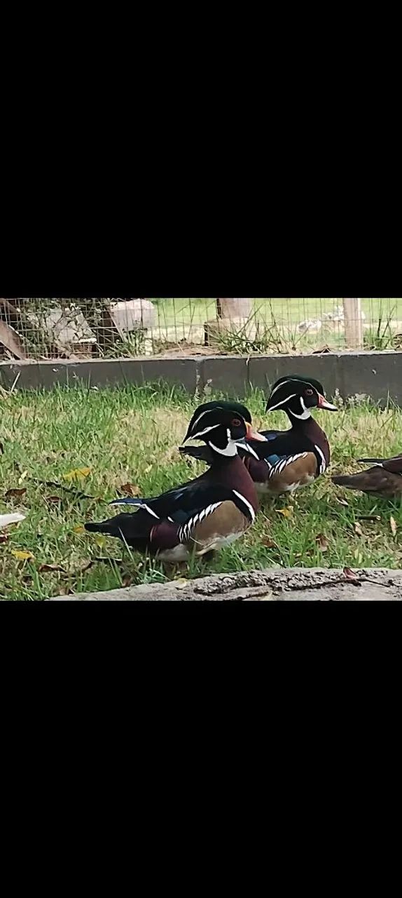 Patos carolina para venda - Foto 2