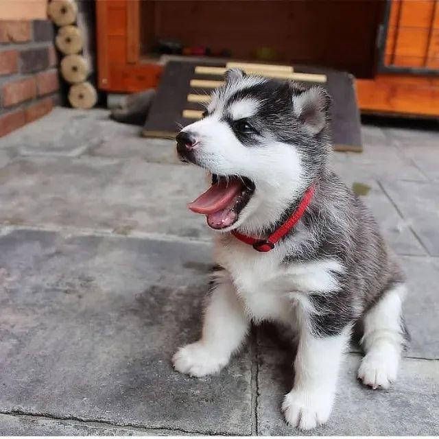 Lindos Husky Siberiano com amor