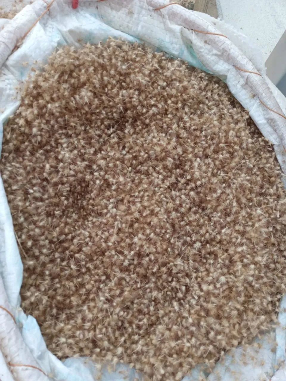 Sementes de capim buffel aridus.  - Foto 2