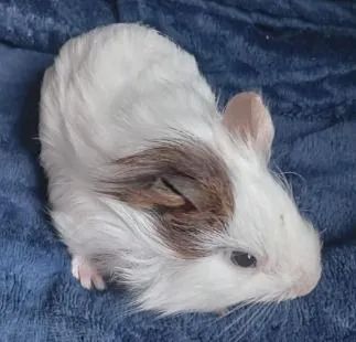 Porquinho da índia  - Foto 5