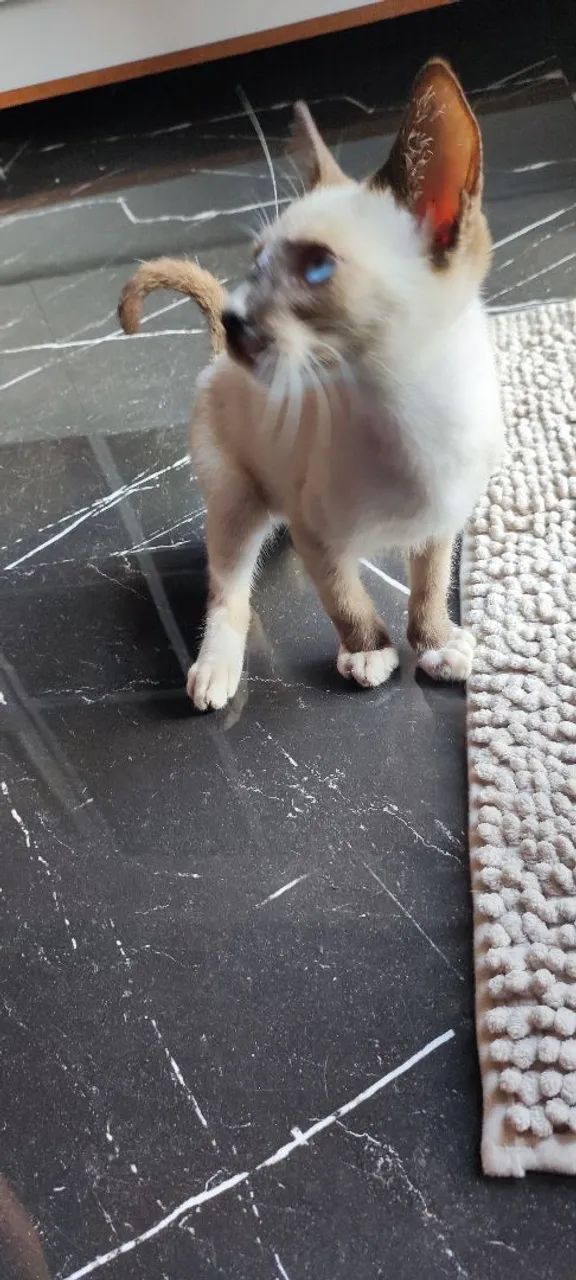 Três gatinhos siameses para adoção! - Foto 5