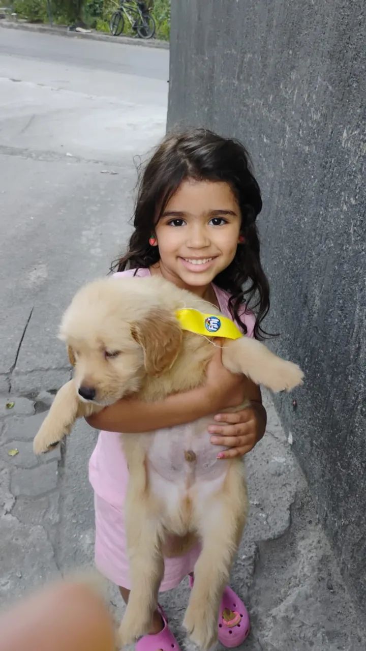 Filhote de Golden Retriever ( Pedigree CBKC).