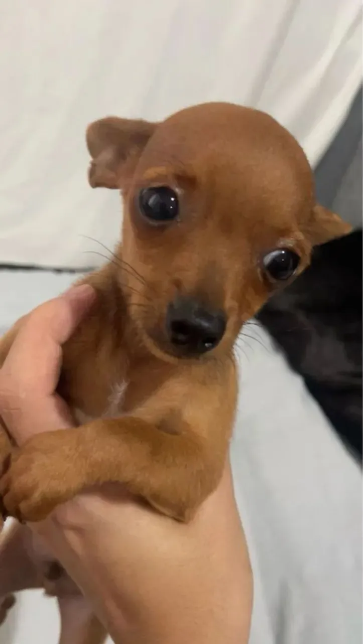 Pinscher ZERO PROMOÇÃO