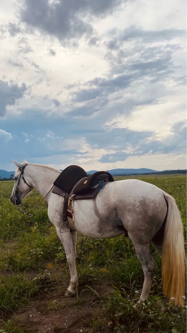 Cavalo com sela à venda - Foto 5