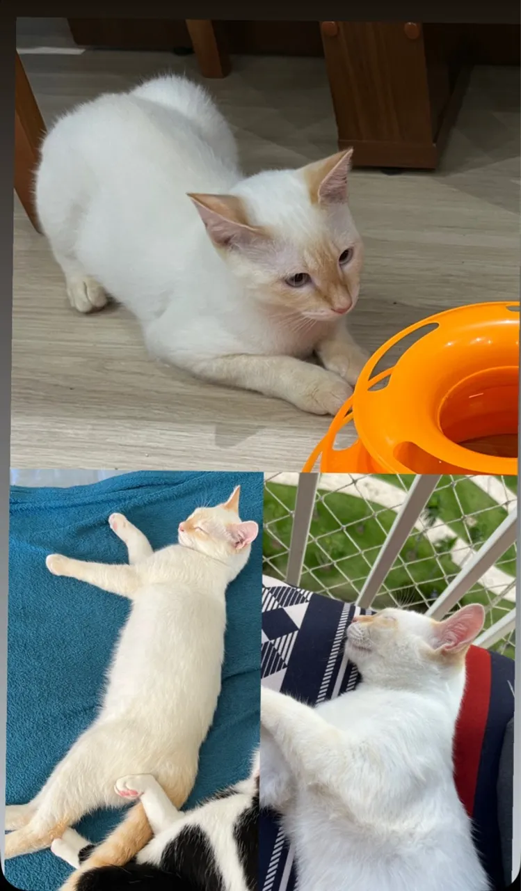 Gatinho para doação
