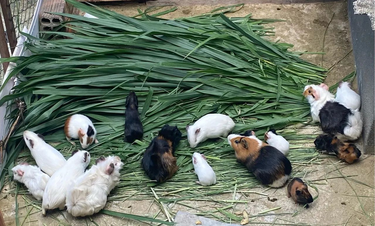 Lote de porquinhos da índia! Total de 18