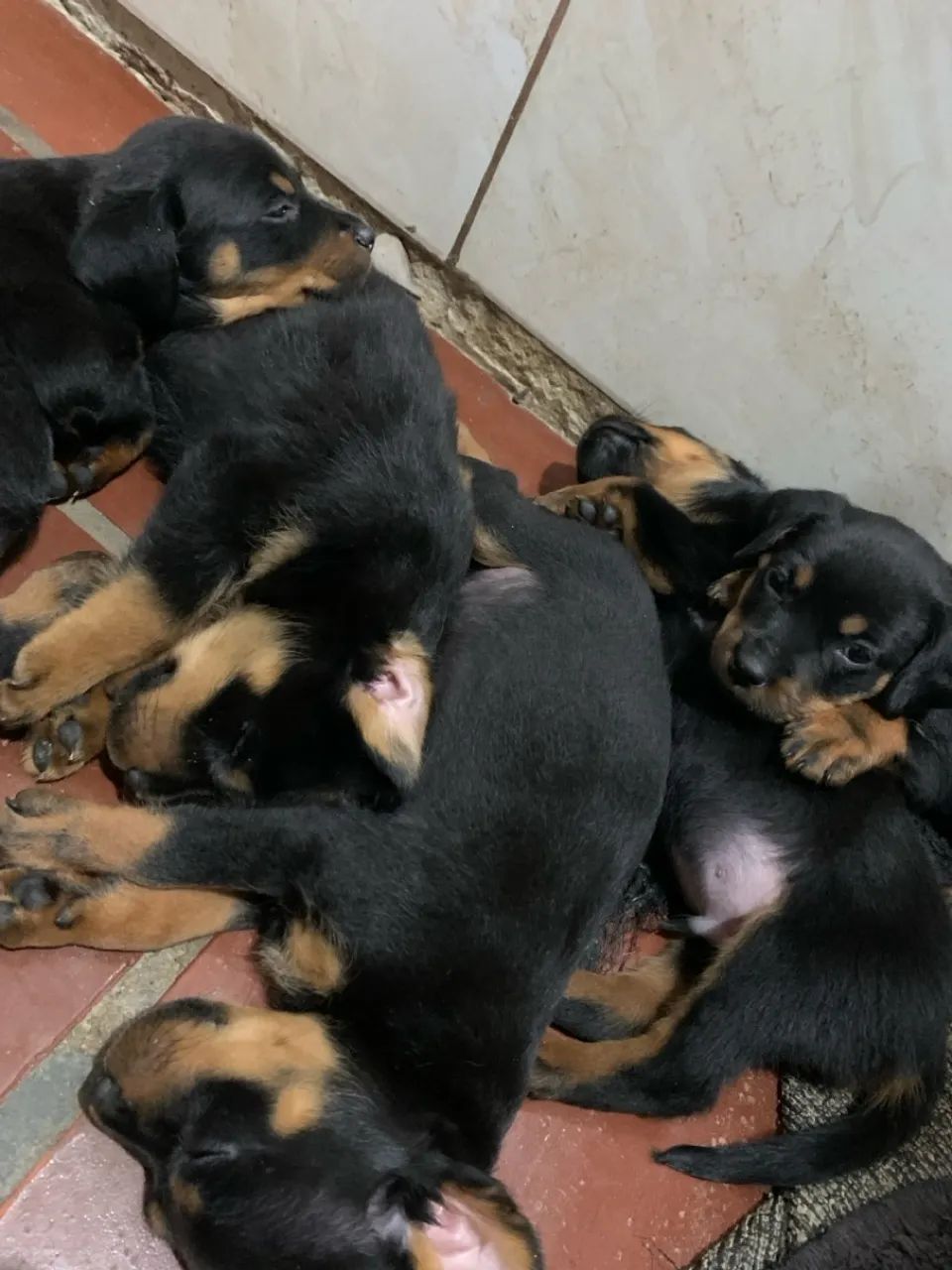 Filhote Rottweiler - Foto 4