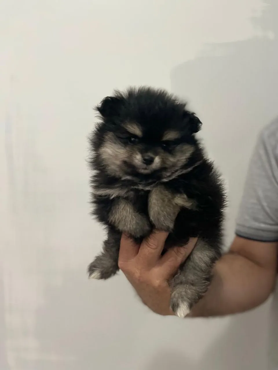 Spitz Alemão lulu fêmea