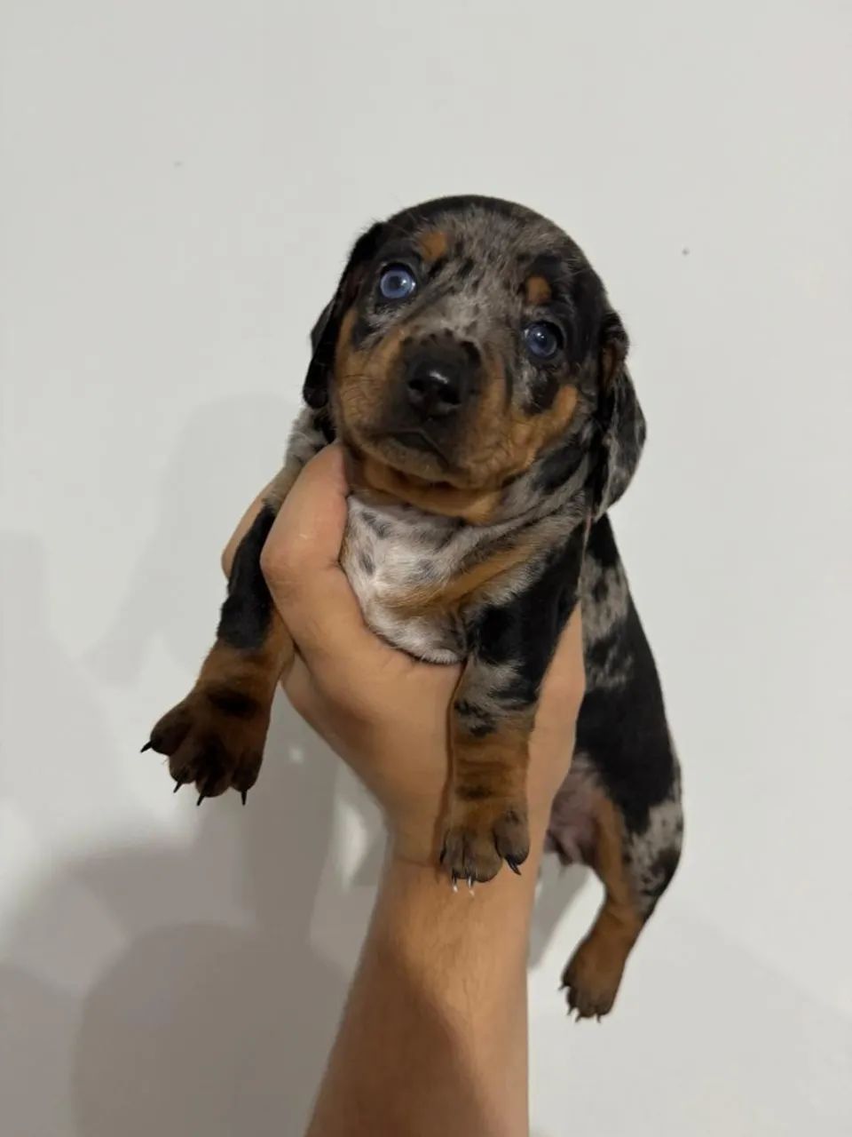 Filhote Fêmea- Dachshund/Basset Arlequim 