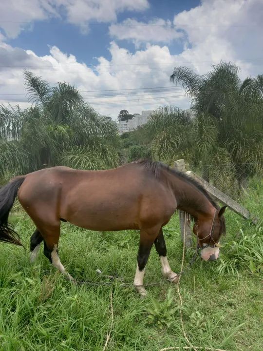 Cavalo crioulo - Foto 2