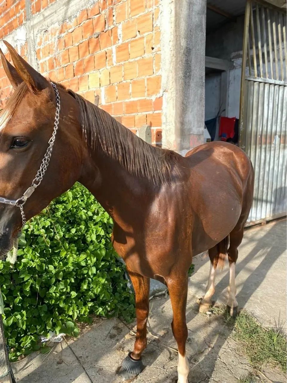 Égua Macha picada 3 anos e 4 meses!