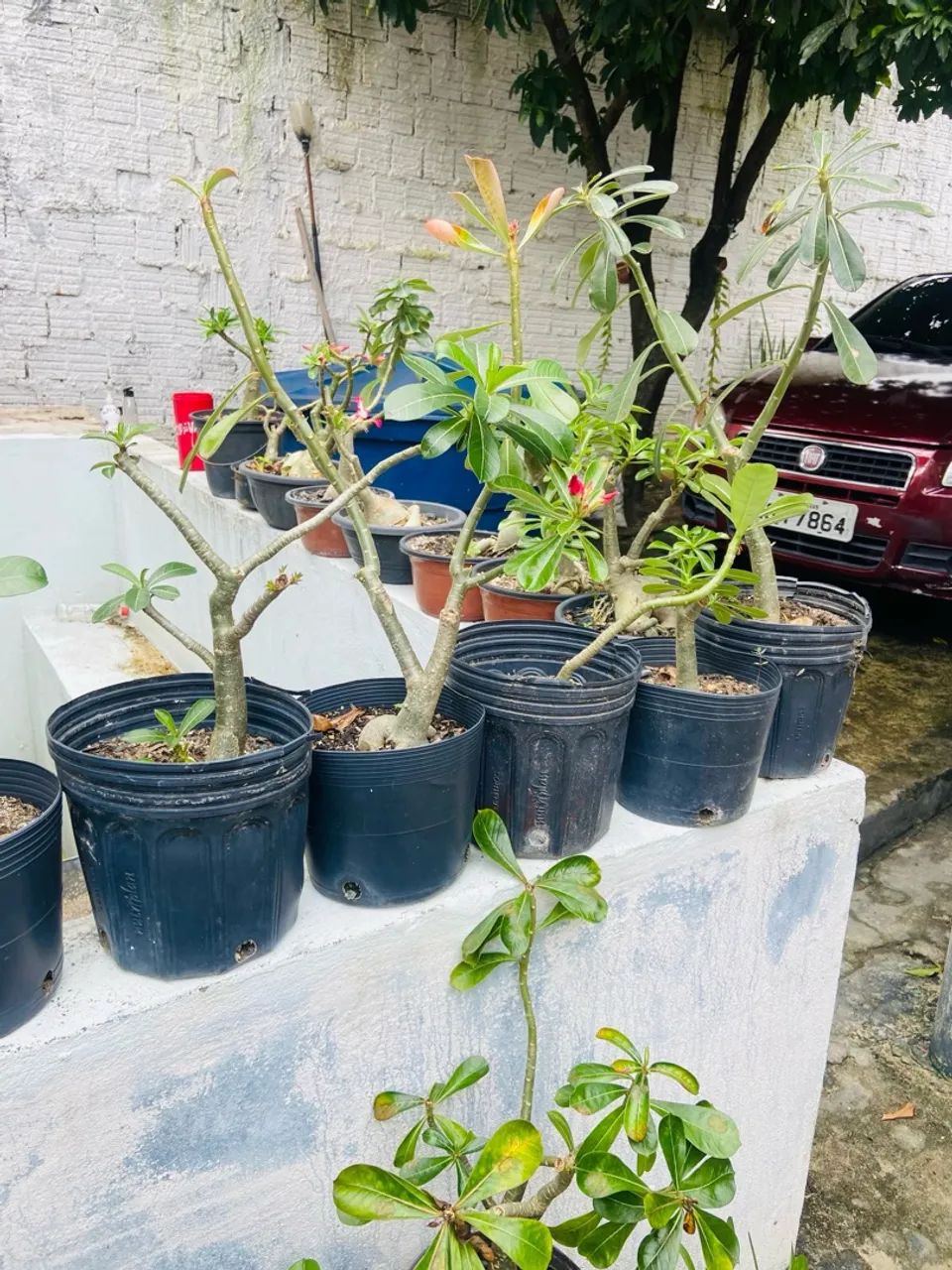 4 Mudas de Adenium obesum (Rosa do Deserto) - Foto 3