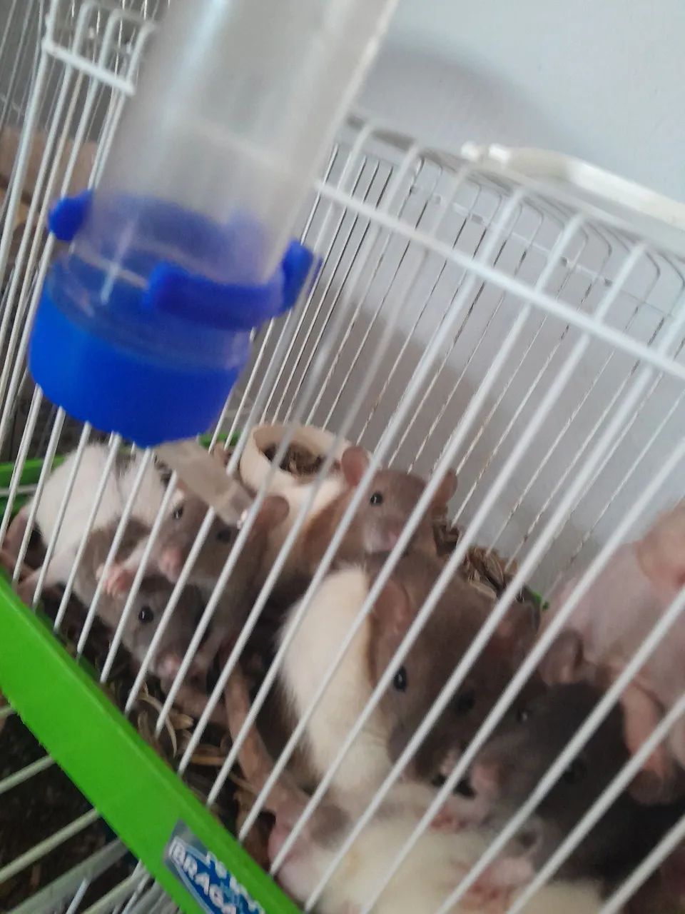 Rato Twitter  - Foto 3