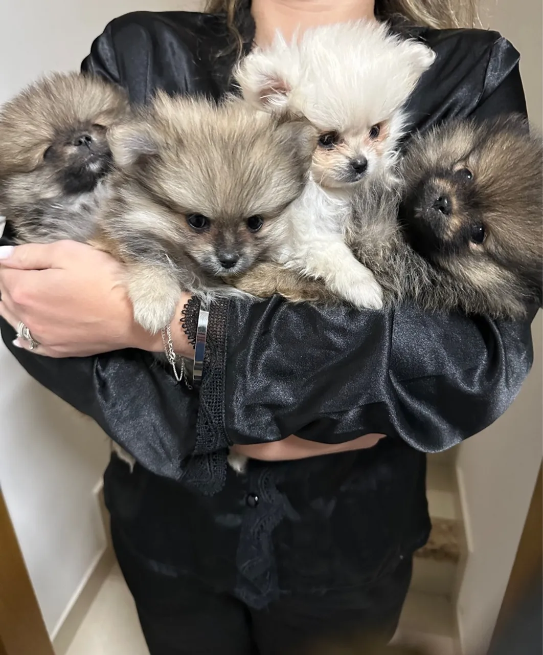 Spitz alemão/ lulu da pomerania
