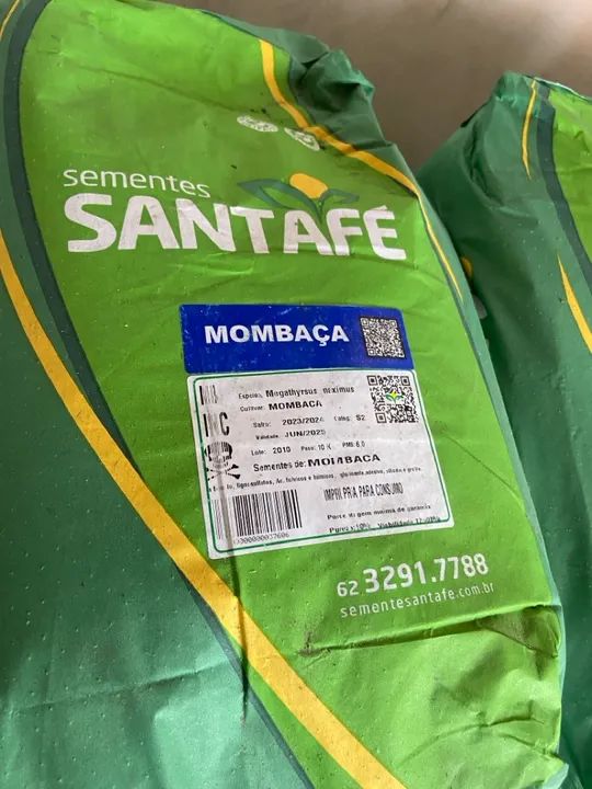Semente de capim Mombaca  - Foto 2