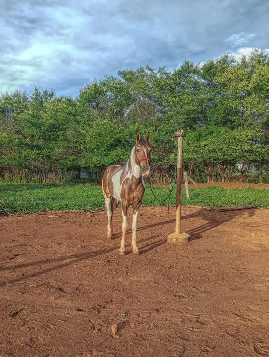 Cavalo Macha Picada  - Foto 2