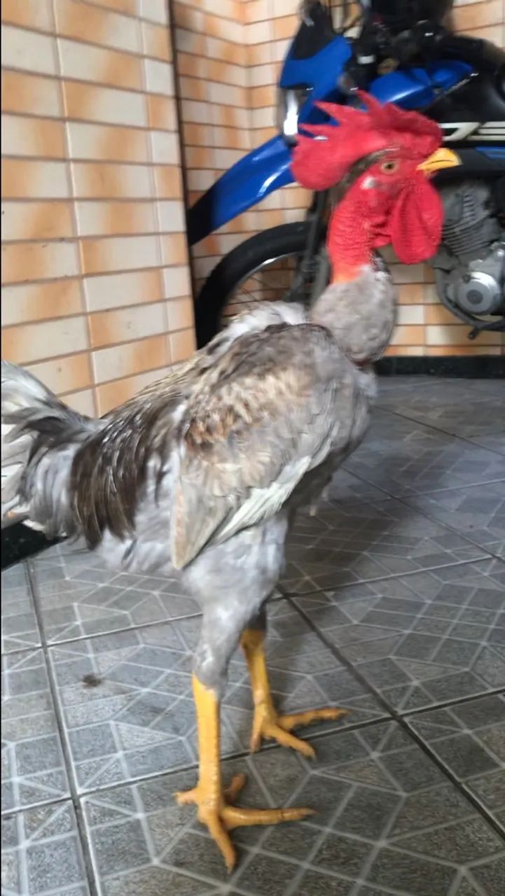 Galo Mestiços caipira com índio - Foto 5