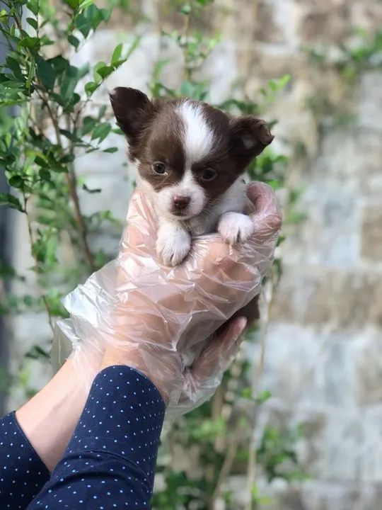 Chihuahua Entregamos em todo o Brasil, temos todas as raças.