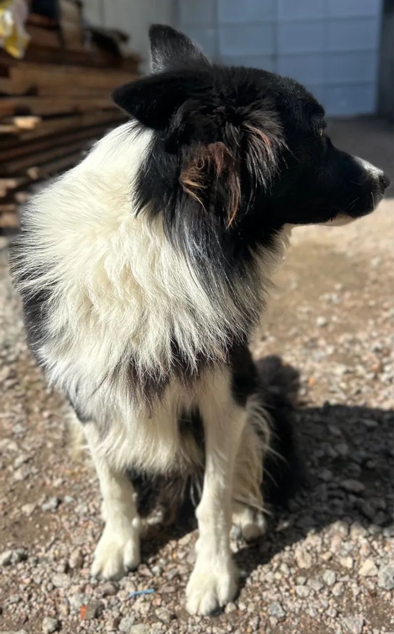Doação boder collie puro  - Foto 4