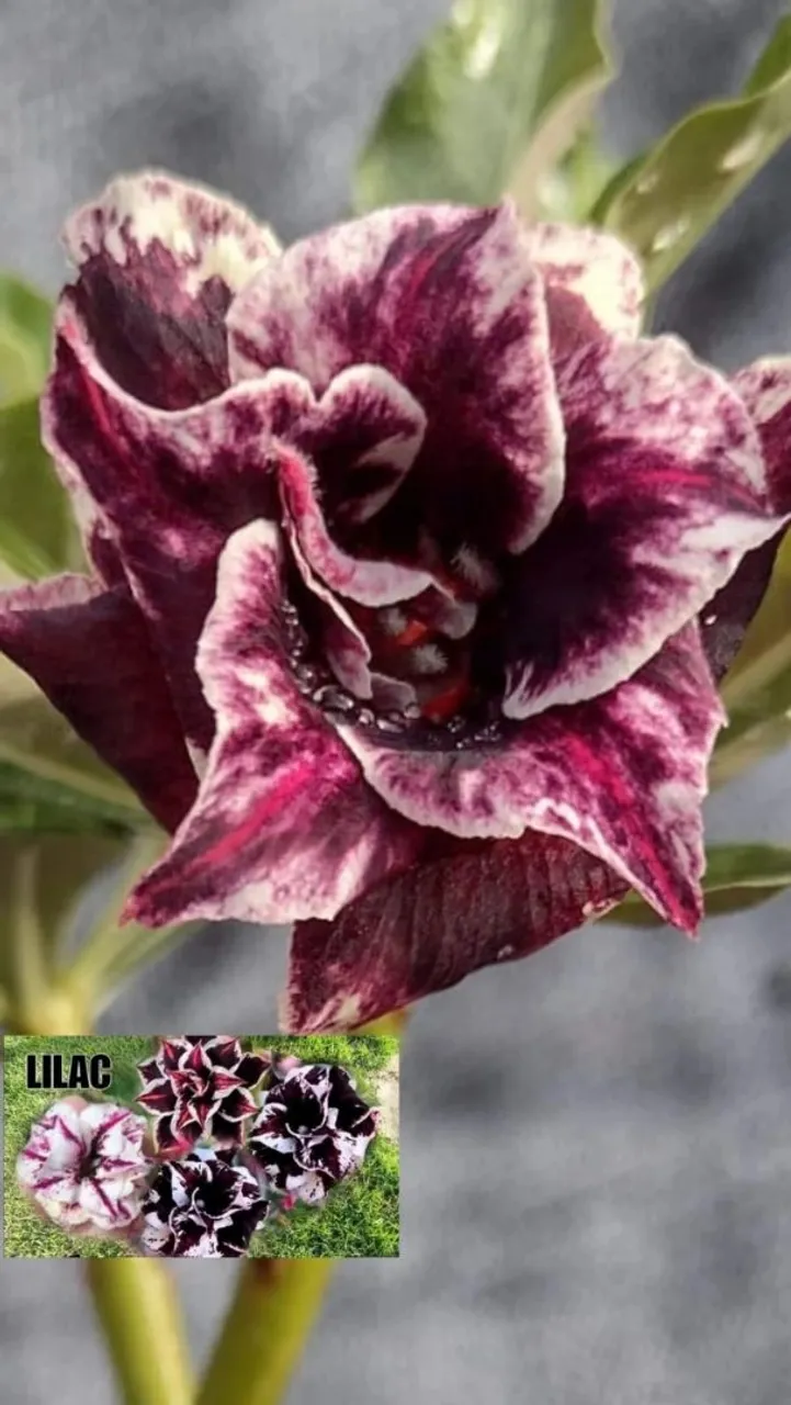 Rosas do deserto lindas - flores especiais ?