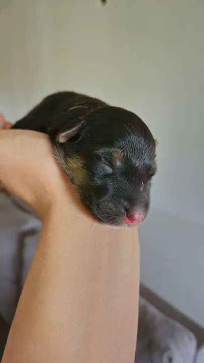 PASTOR ALEMÃO CAPA PRETA PELO LONGO - Foto 4
