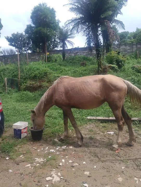 Vendo Égua e Cavalo 