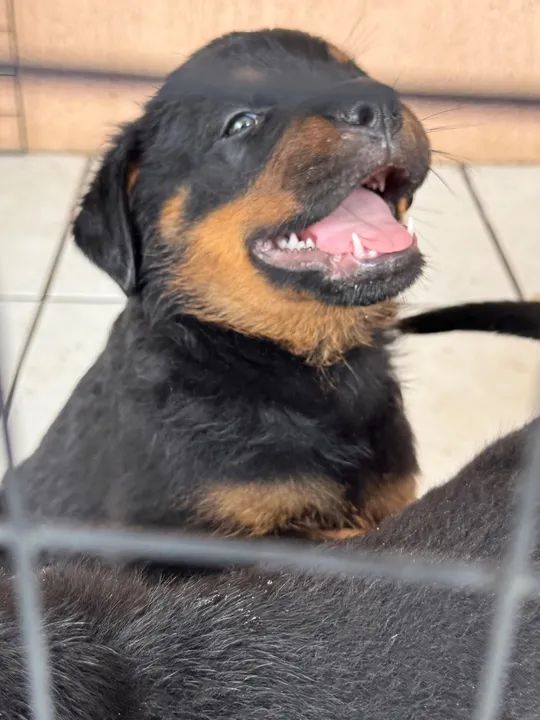 Vendo Filhotes de Rottweillers - pais no local e possuem pedigree - Foto 2