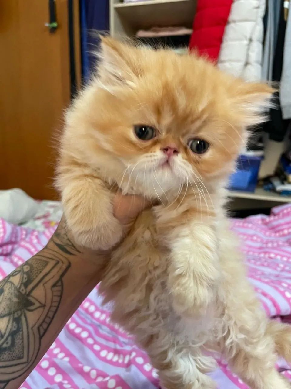 Filhotes de gatos persas puros  - Foto 4