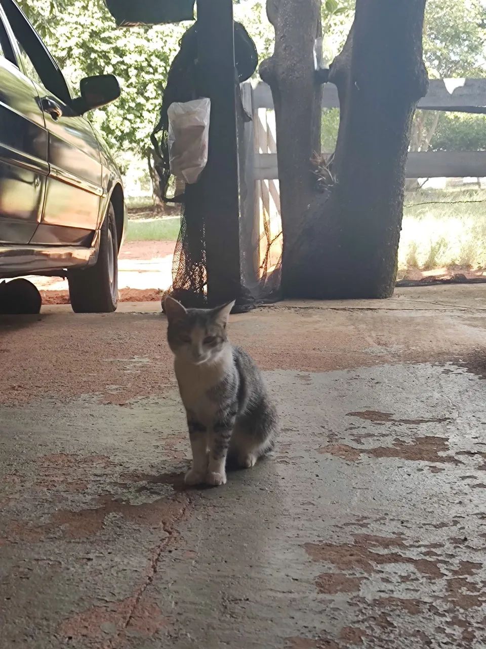 GATINHOS PARA ADOÇÃO RESPONSÁVEL 