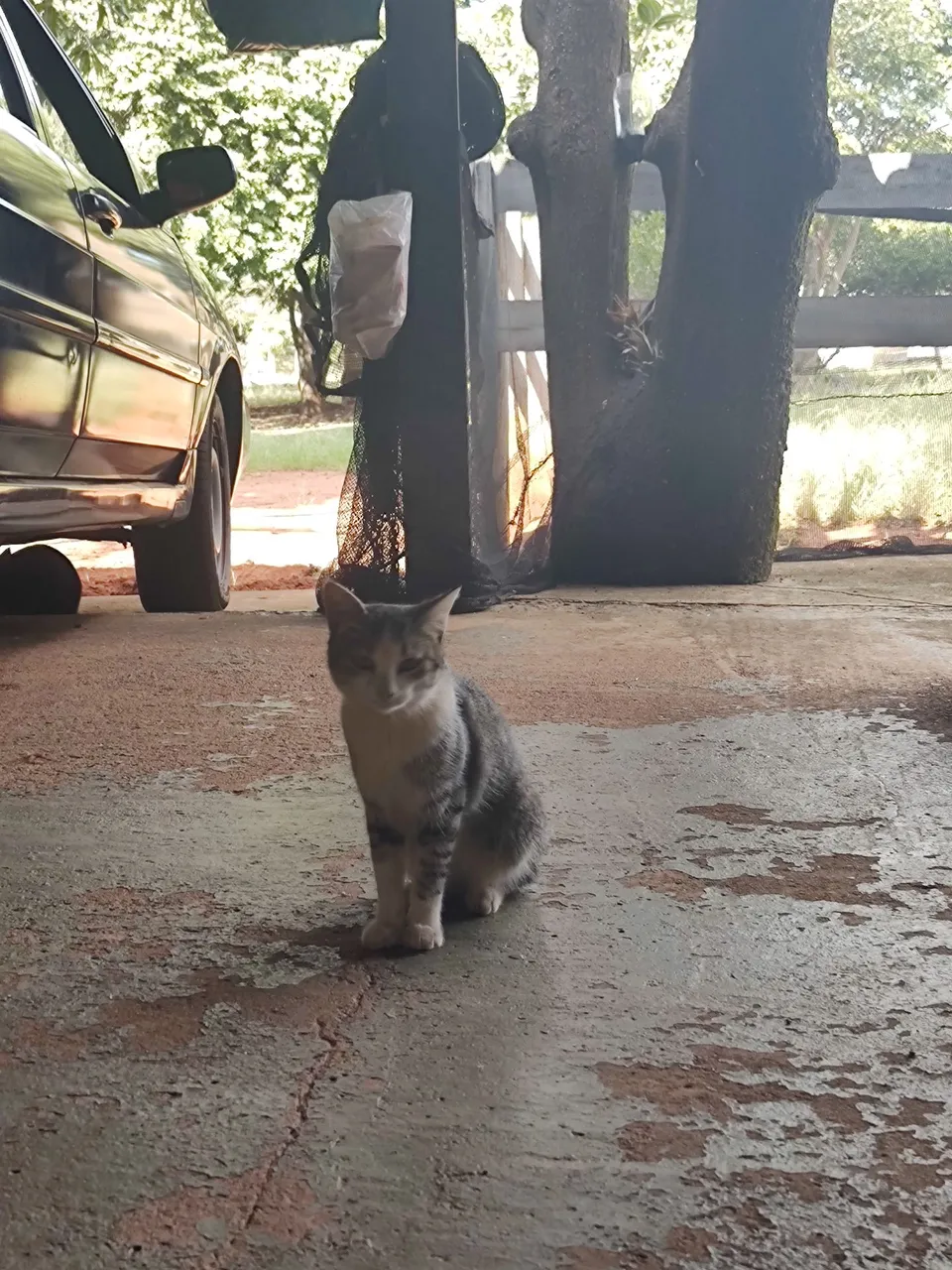 GATINHOS PARA ADOÇÃO RESPONSÁVEL 